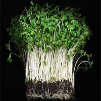 Cress extract Cress extract