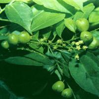 Croton Fruit Extract(Fructus Crotonis Extract) Croton Fruit Extract(Fructus Crotonis Extract)