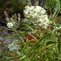 Cudweed Extract Cudweed Extract