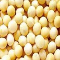 Daidzein (soybean extract ) Daidzein (soybean extract )