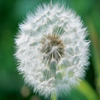 Dandelion extract(Taraxacum extract) Dandelion extract(Taraxacum extract)