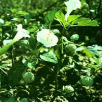 Datura Flower Extract(Flos Daturae Extract) Datura Flower Extract(Flos Daturae Extract)
