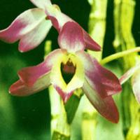 Dendrobium Extract(Herba Dendrobii Extract) Dendrobium Extract(Herba Dendrobii Extract)