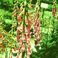 Digitalis Leaf Extract(Folium Digitalis Extract) Digitalis Leaf Extract(Folium Digitalis Extract)