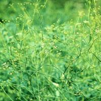Divaricate Saposhnikovia Root Extract(Radix Saposhinkoviae Extract) Divaricate Saposhnikovia Root Extract(Radix Saposhinkoviae Extract)