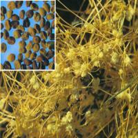 Cuscuta Seed Extract (Dodder seed Extract) Cuscuta Seed Extract (Dodder seed Extract)