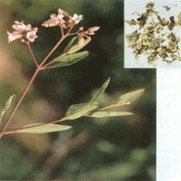 Dogbane Leaf extract(Folium Apocyni Veneti Extract) Dogbane Leaf extract(Folium Apocyni Veneti Extract)