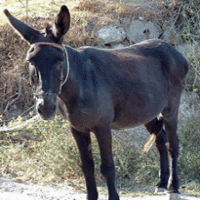 Donkey kidney extract Donkey kidney extract