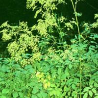 Doubleteeth Pubescent Angelica Root Extract(Radix Angelicae Pubescentis Extract) Doubleteeth Pubescent Angelica Root Extract(Radix Angelicae Pubescentis Extract)
