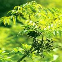 Dried Lacquer Extract(Resina Toxicodendri Extract) Dried Lacquer Extract(Resina Toxicodendri Extract)