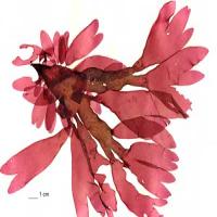 Dulse extract(dillisk extract) Dulse extract(dillisk extract)