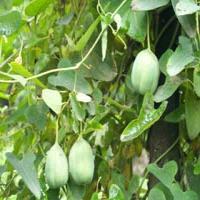 Dutchmanspipe Fruit extract (Fructus Aristolochiae extract) Dutchmanspipe Fruit extract (Fructus Aristolochiae extract)
