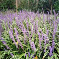Dwarf Lilyturf Tuber Extract(Ophiopogon Thunb Extract) Dwarf Lilyturf Tuber Extract(Ophiopogon Thunb Extract)