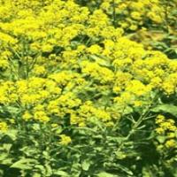Dyers Woad Leaf Extract(Folium Isatidis Extract) Dyers Woad Leaf Extract(Folium Isatidis Extract)