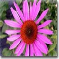 Coneflower Extract(Echinacea P.E) Coneflower Extract(Echinacea P.E)