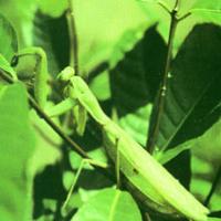 Egg Capsule of Mantid Extract(Ootheca Mantidis Extract) Egg Capsule of Mantid Extract(Ootheca Mantidis Extract)