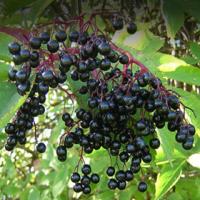 Elderberry extract (Sambucus nigra extract) Elderberry extract (Sambucus nigra extract)