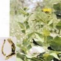 Elecampane Root Extract Elecampane Root Extract