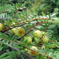 Emblic Leafflower Fruit Extract(Fructus Phyllanthi extract) Emblic Leafflower Fruit Extract(Fructus Phyllanthi extract)