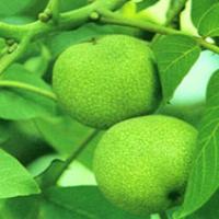 English Walnut Seed Extract(Semen Juglandis Extract) English Walnut Seed Extract(Semen Juglandis Extract)