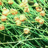 Ephedra Extract(Herba Ephedrae Extract) Ephedra Extract(Herba Ephedrae Extract)