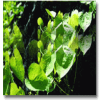 Epimedium Extract(Shorthorned Epimedium Herb extract) Epimedium Extract(Shorthorned Epimedium Herb extract)