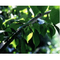 Eucommia Leaf extract Eucommia Leaf extract