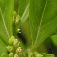 Garden Euphorbia Herb Extract Garden Euphorbia Herb Extract