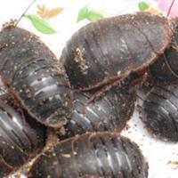 Eupolyphaga extract(Woodlouse extract) Eupolyphaga extract(Woodlouse extract)
