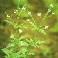 European Verbena Herb Extract(Herba Verbenae Extract) European Verbena Herb Extract(Herba Verbenae Extract)