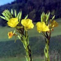 Evening Primerose Oil Evening Primerose Oil