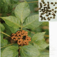 Evodia Extract(Evodiamine) Evodia Extract(Evodiamine)