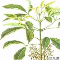 Evodia lepta extract Evodia lepta extract