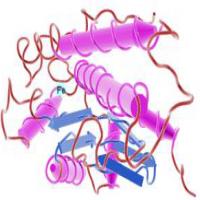 Fe-Superoxide Dismutase Fe-Superoxide Dismutase