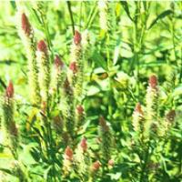 Feather Cockscomb Seed Extract(Semen Selosiae Extract) Feather Cockscomb Seed Extract(Semen Selosiae Extract)