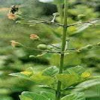 Figwort Root extract(Radix Scrophulariae extract) Figwort Root extract(Radix Scrophulariae extract)