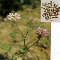 Flatstem Milkvetch Seed extract(Semen Astragali complanati extract) Flatstem Milkvetch Seed extract(Semen Astragali complanati extract)