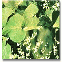 Fleeceflower Root Extract(Fo Ti Extract) Fleeceflower Root Extract(Fo Ti Extract)
