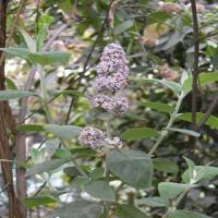 Flos Buddlejae extract(Pale Butterflybush Frower Extract) Flos Buddlejae extract(Pale Butterflybush Frower Extract)