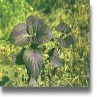 Folium perillae extract(Perilla Leaf Extract) Folium perillae extract(Perilla Leaf Extract)