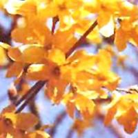 Forsythia Fructus Extract(Weeping Forsythia extract) Forsythia Fructus Extract(Weeping Forsythia extract)