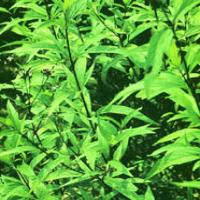 Fortune Eupatorium Herb Extract(Herba Eupatorll Extract) Fortune Eupatorium Herb Extract(Herba Eupatorll Extract)