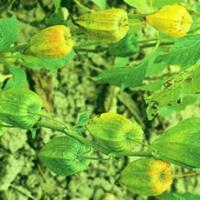 Franchet Groundcherry Fruit Extract Franchet Groundcherry Fruit Extract