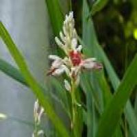 Galangal Root extract(Alpinia galanga extract) Galangal Root extract(Alpinia galanga extract)