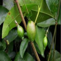 Garcinia cambogia extract (Brindleberry extract) Garcinia cambogia extract (Brindleberry extract)