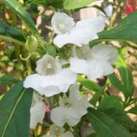 Garden Balsam Seed Extract(Semen Impatientis Extract) Garden Balsam Seed Extract(Semen Impatientis Extract)
