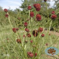 Garden Burnet Root Extract(Radix Sanguisorbae Extract) Garden Burnet Root Extract(Radix Sanguisorbae Extract)