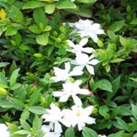 Gardenia Black Color Gardenia Black Color