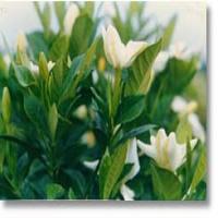 Gardenia Extract Gardenia Extract