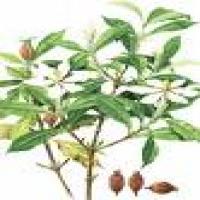 Gardenia Red Gardenia Red